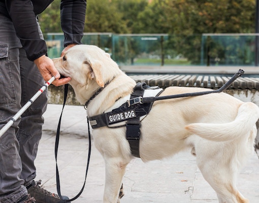 Guide dog assisting person near Notre Dame, Paris.