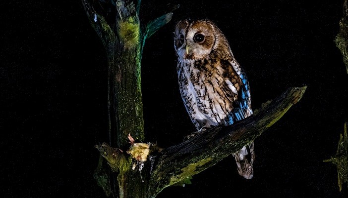 Owl in a moonlight sanctuary in Melbourne