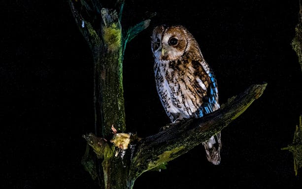 Owl perched on a branch during Moonlit Sanctuary Wildlife Park Night Tour.