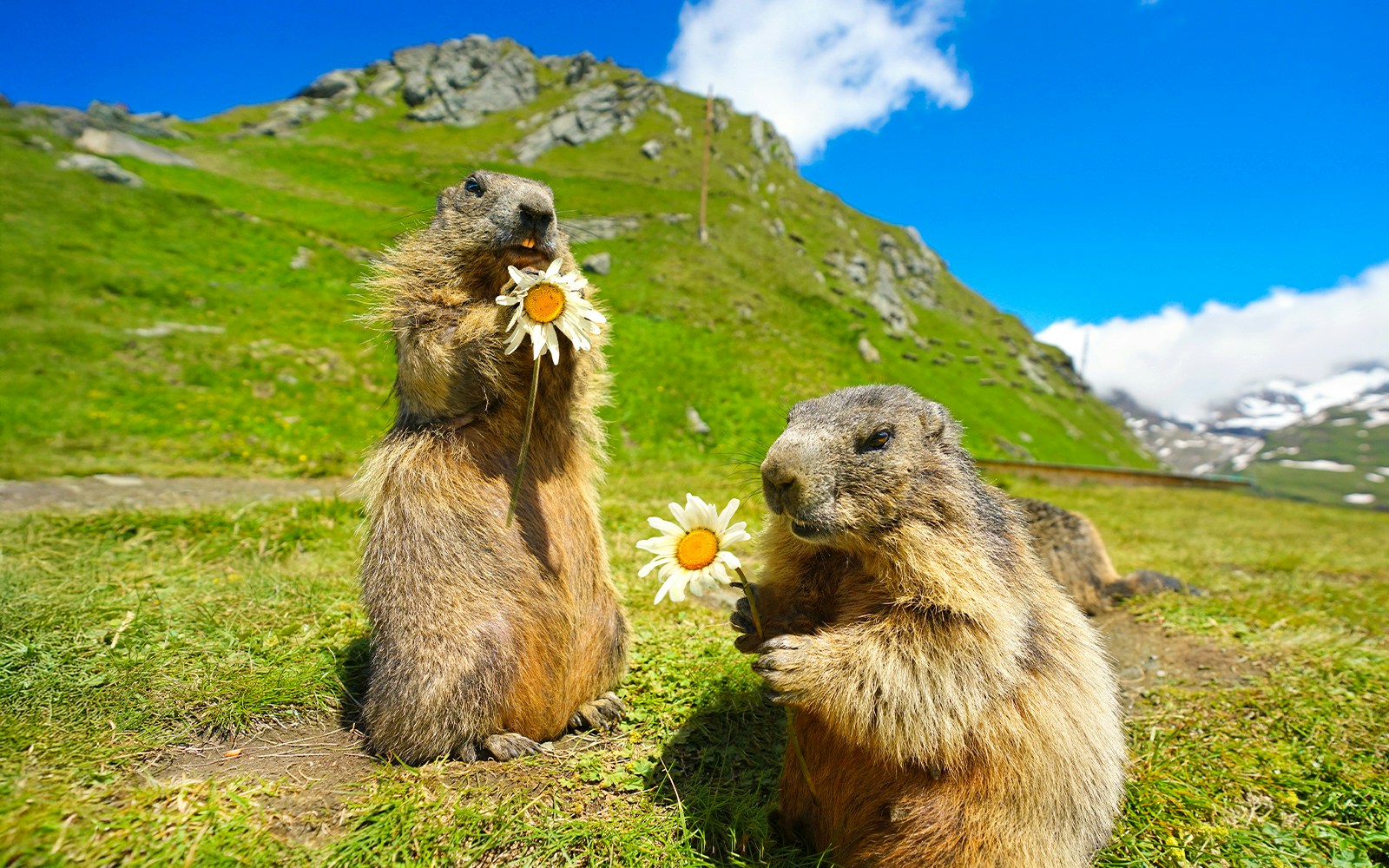 Marmots in a grassy field with mountains in the background, Interlaken, Switzerland.