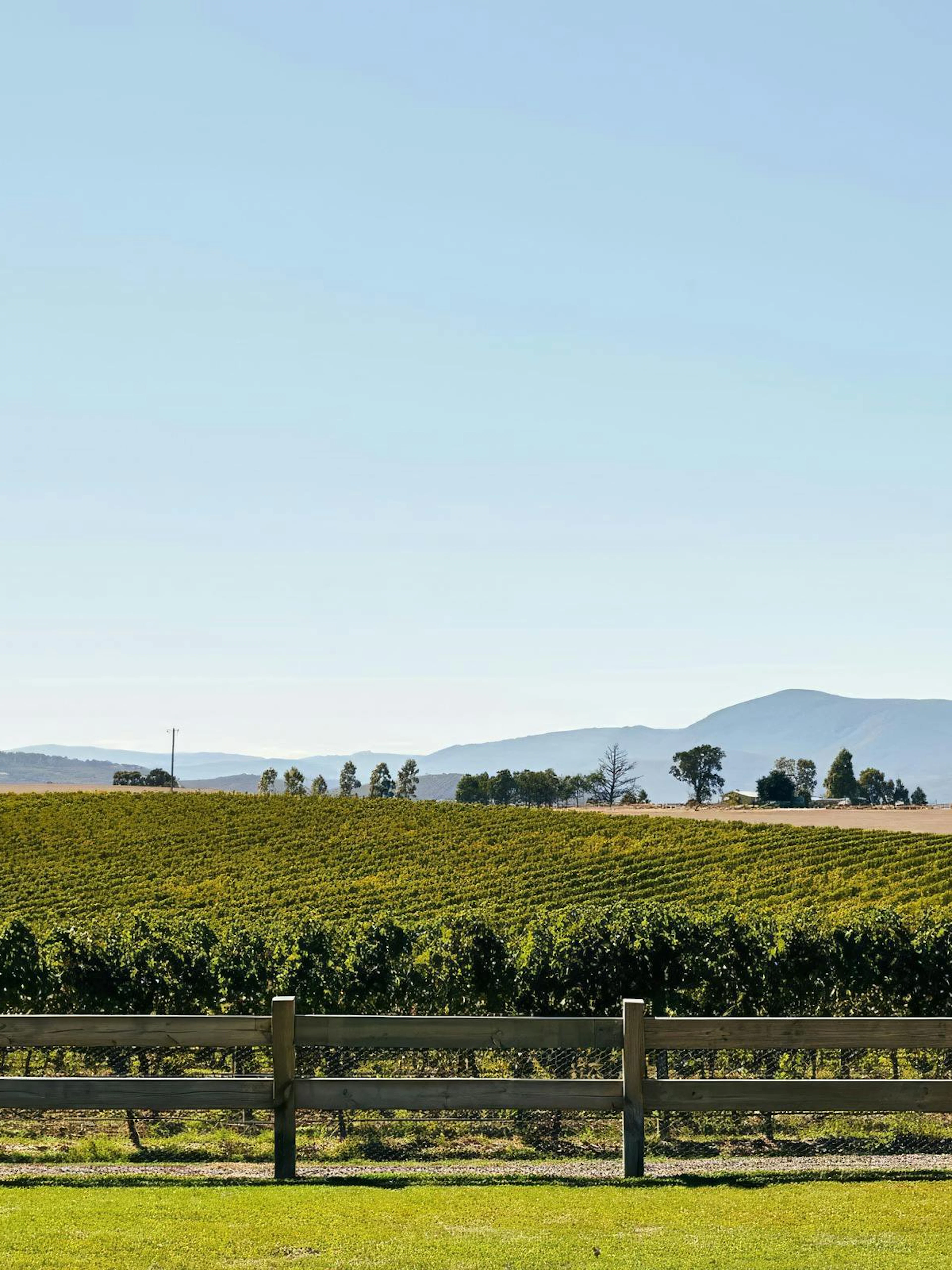 Vineyards in Yarra Valley with mountain backdrop, part of a winery tour experience.
