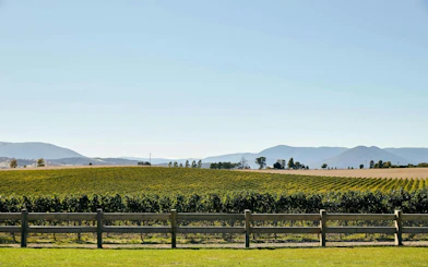 Vineyards in Yarra Valley with mountain backdrop, part of a winery tour experience.