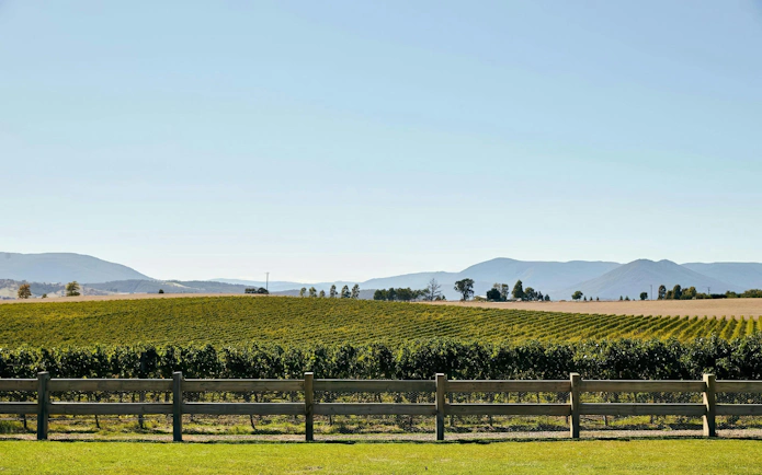Vineyards in Yarra Valley with mountain backdrop, part of a winery tour experience.