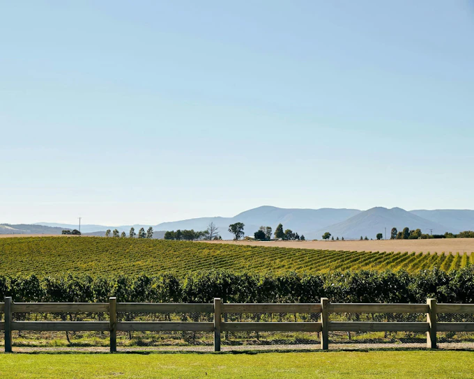 From Melbourne: Yarra Valley Curated Wine Tour with Gin, Wine, Chocolate & Fruit Tastings