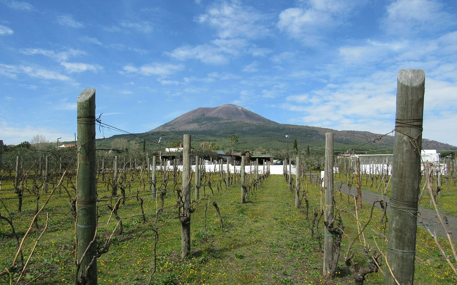 Volcanic wine tasting with Mount Vesuvius in the background, Italy.
