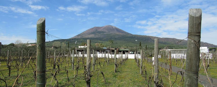  Mount Vesuvius- Volcanic wine