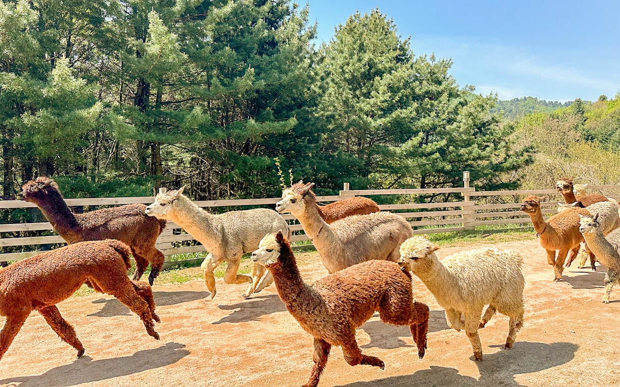 Herd of multicolored alpacas running in outdoor enclosure at Alpaca World, South Korea.