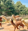 Alpaca World: 9:40am to 11:40am