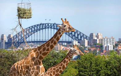 Giraffes at Taronga Zoo with Sydney Harbour Bridge in the background.
