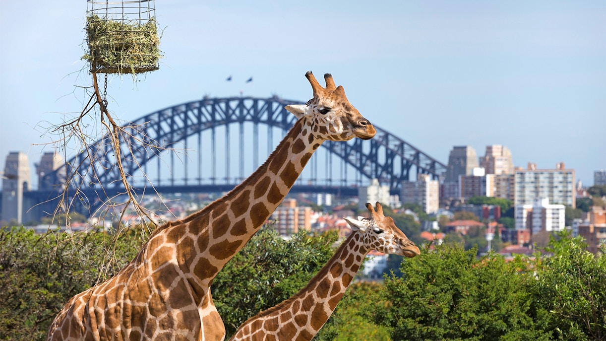 Giraffes in Taronga Zoo, Sydney