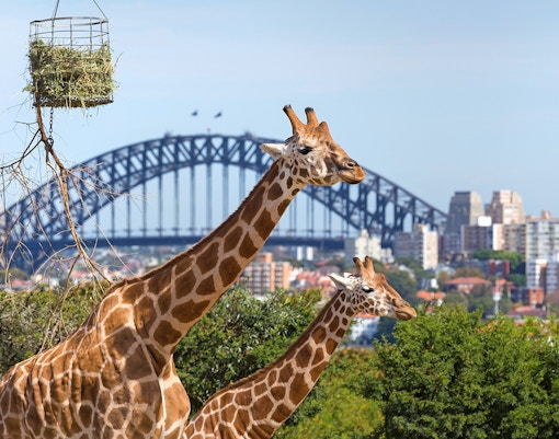 Sydney Jet Boat tickets.