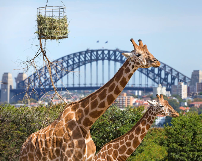 Taronga Zoo Tickets