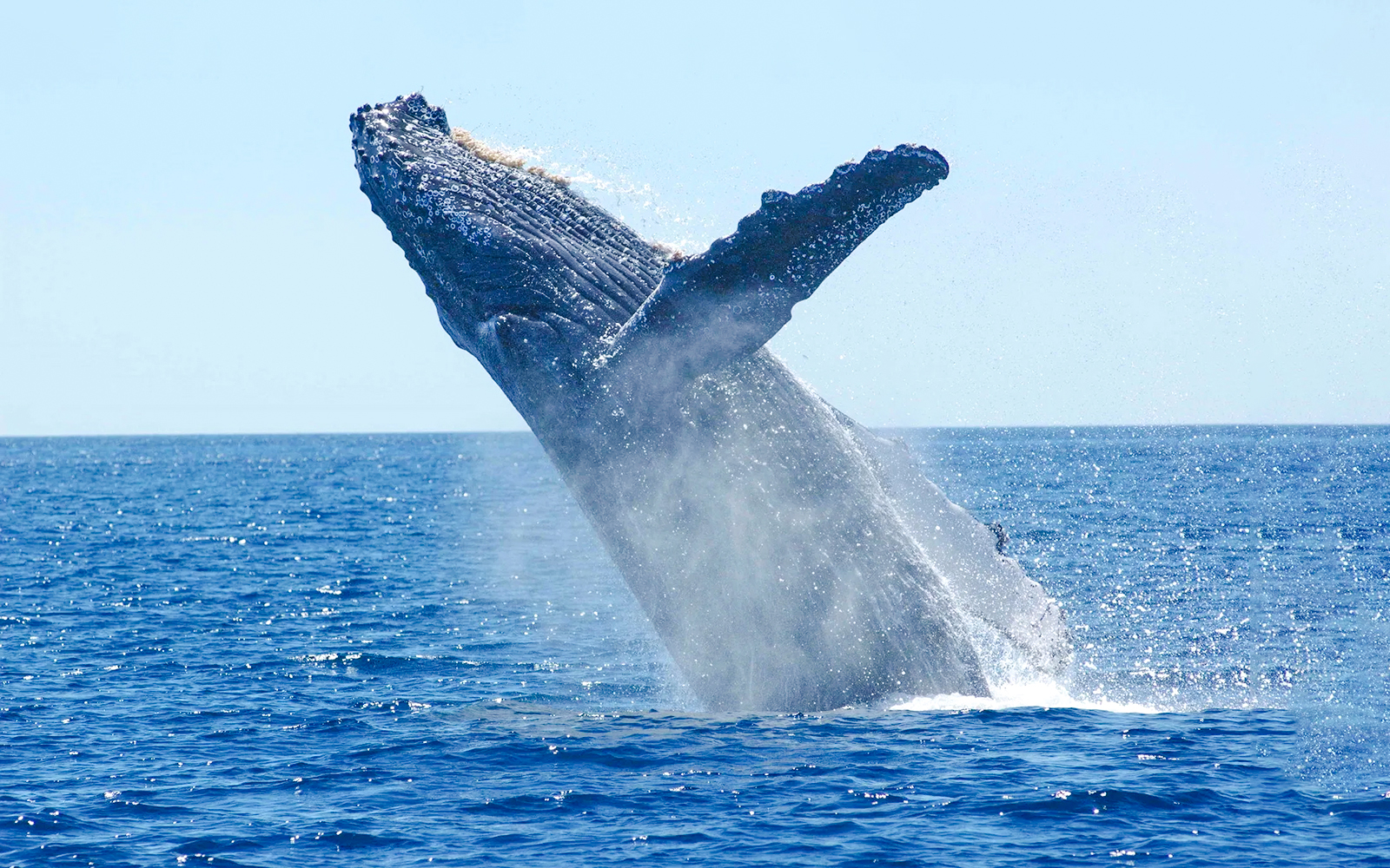 Whale breaching during whale watching tour on luxury yacht.