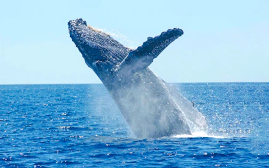 Whale breaching during whale watching tour on luxury yacht.