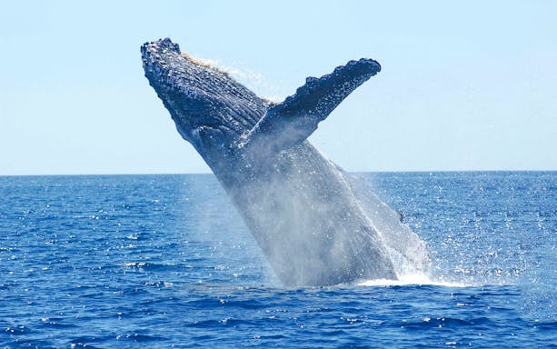 Whale breaching during whale watching tour on luxury yacht.