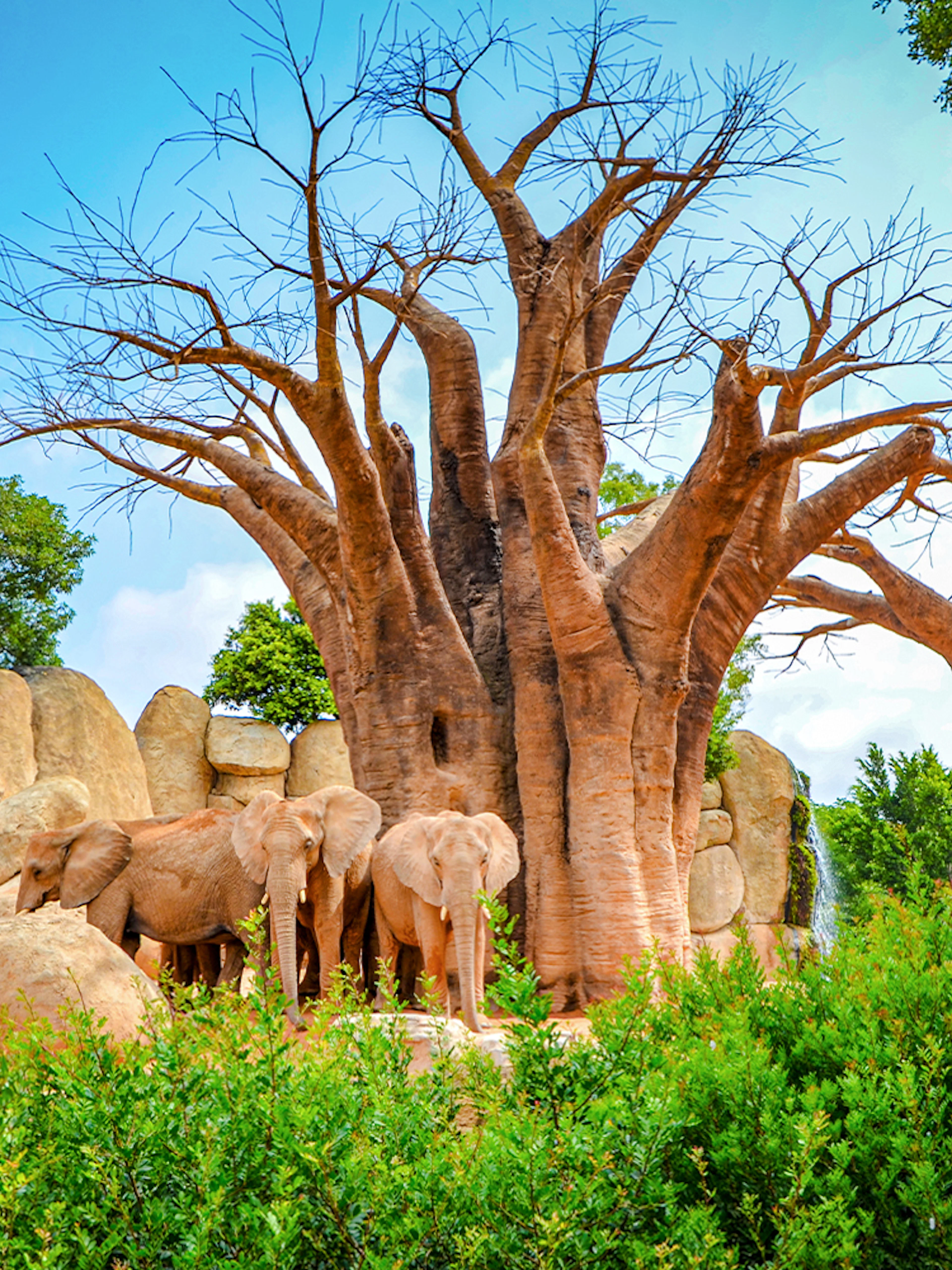 Elephants near baobab trees at Bioparc Valencia.