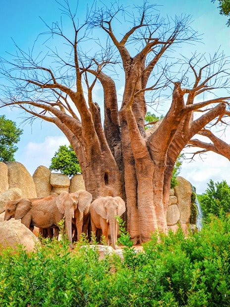 Elephants near baobab trees at Bioparc Valencia.