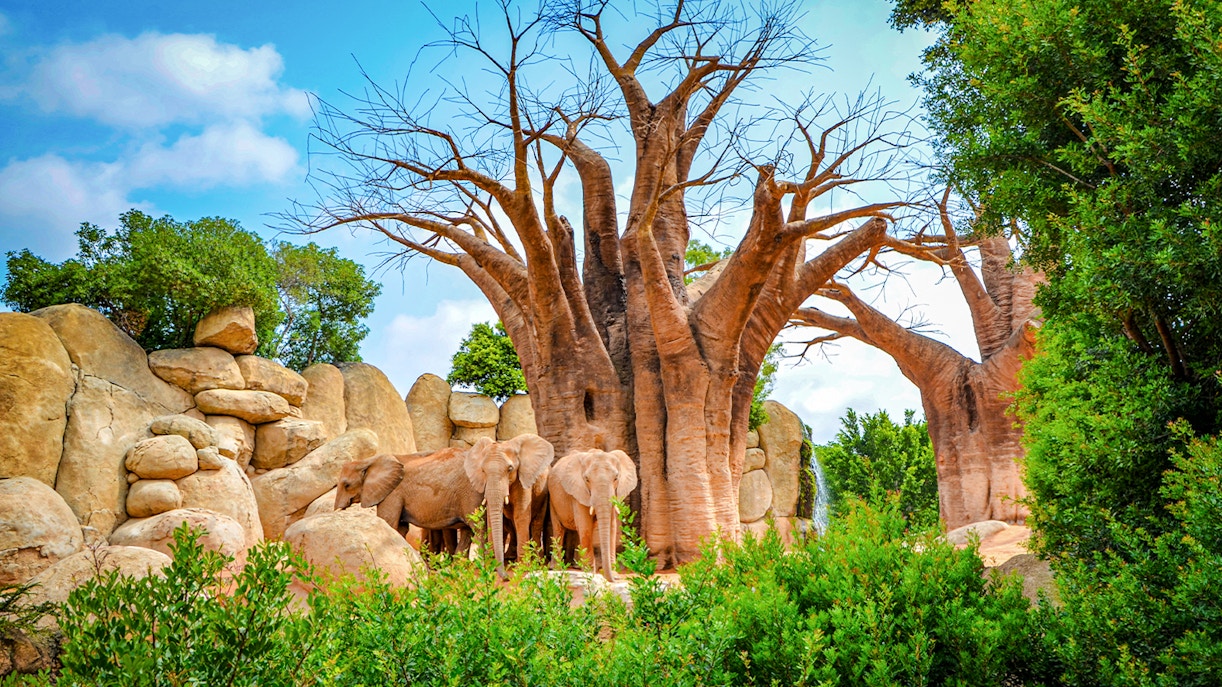 Elephants near baobab trees at Bioparc Valencia.