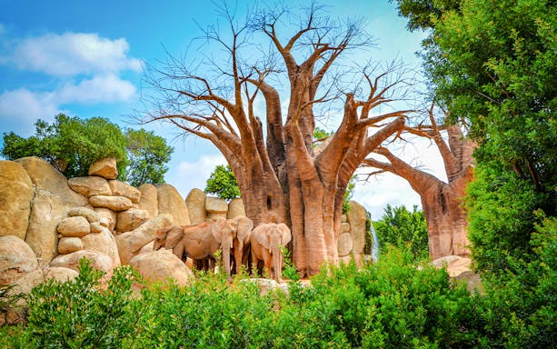 Elephants near baobab trees at Bioparc Valencia.