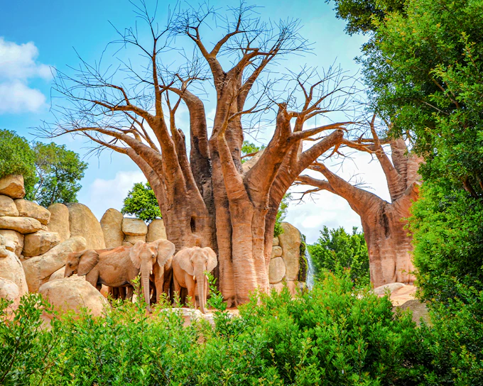 Bioparc Valencia Tickets