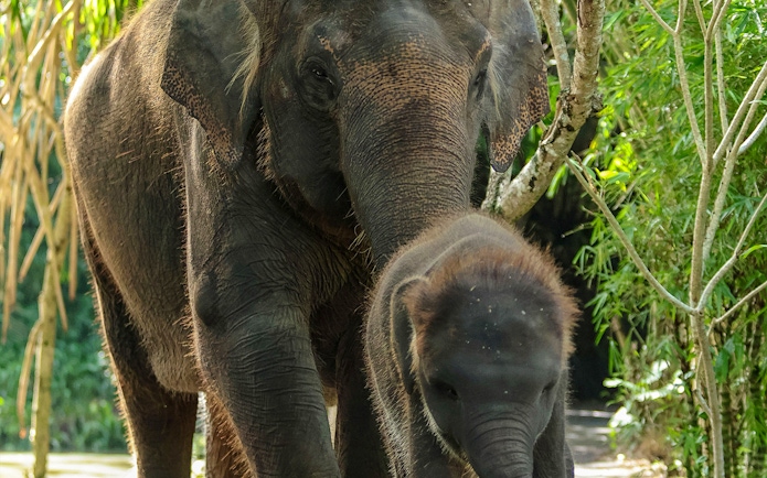 Adult elephant and baby walking at Bali Zoo.