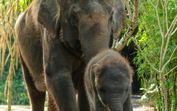 Adult elephant and baby walking at Bali Zoo.