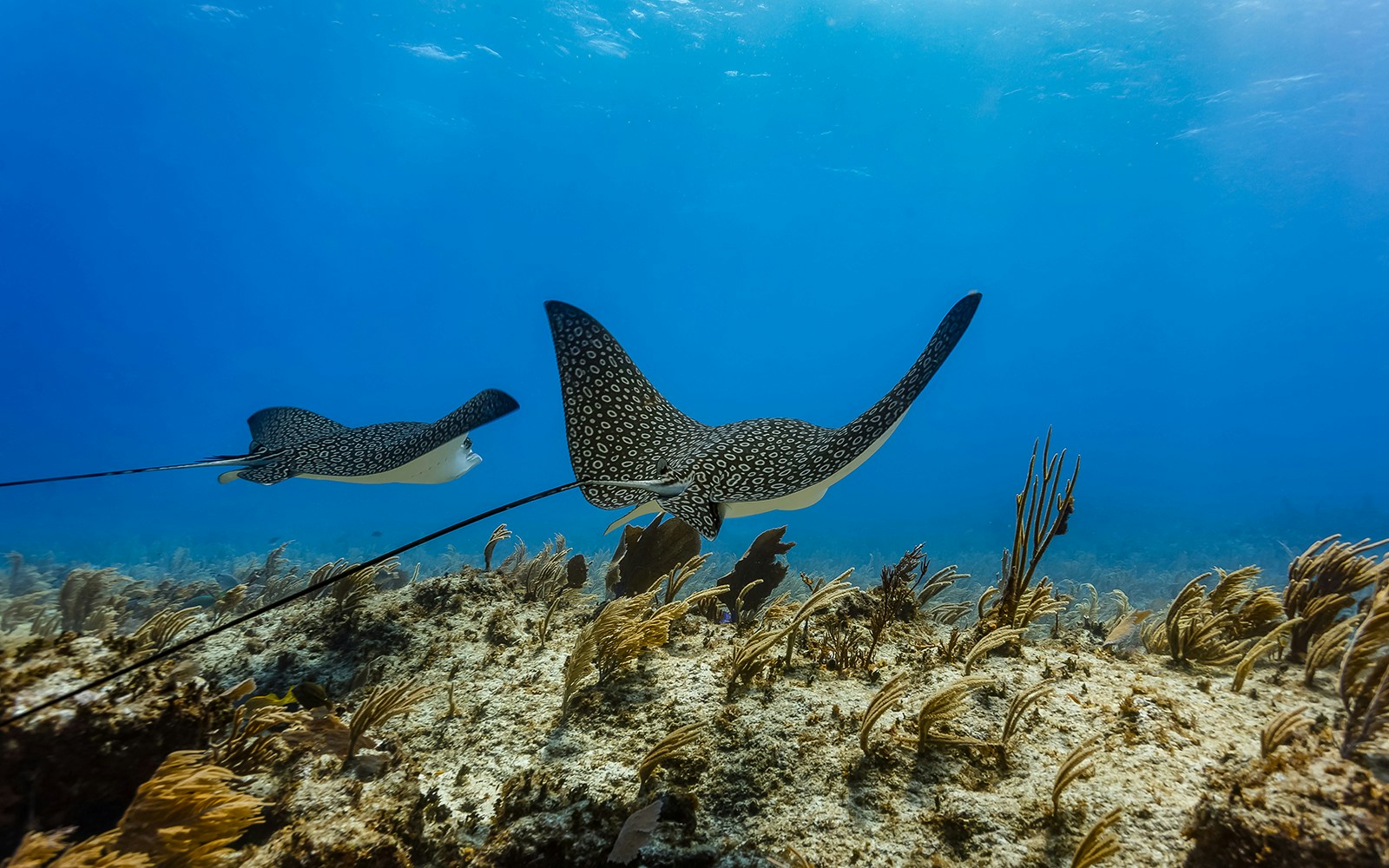 Eagle Rays