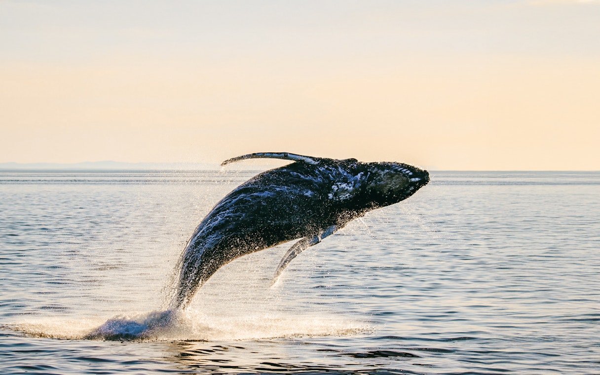 Humpback whale breaching ocean surface at sunset, silhouetted against golden light.