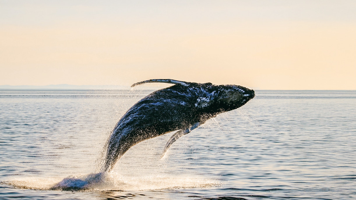Humpback whale breaching ocean surface at sunset, silhouetted against golden light.