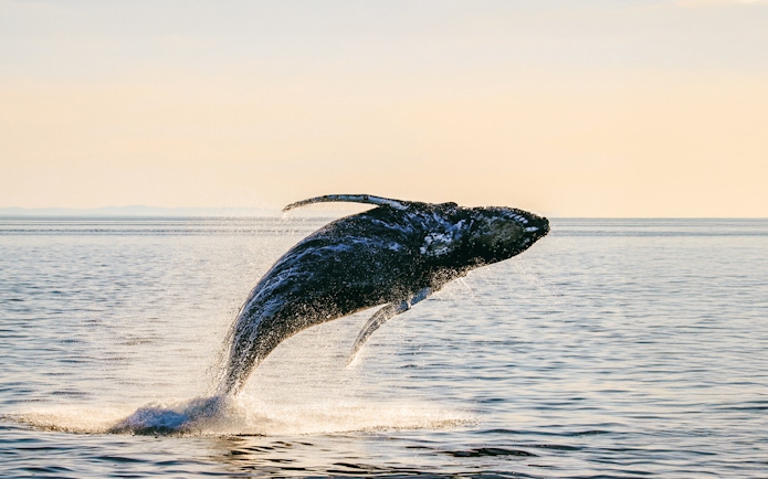 Humpback whale breaching ocean surface at sunset, silhouetted against golden light.