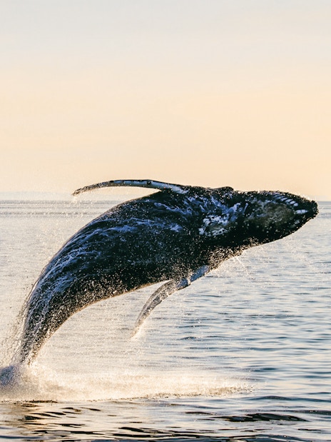 Humpback whale breaching ocean surface at sunset, silhouetted against golden light.