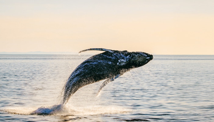 Humpback whale breaching ocean surface at sunset, silhouetted against golden light.