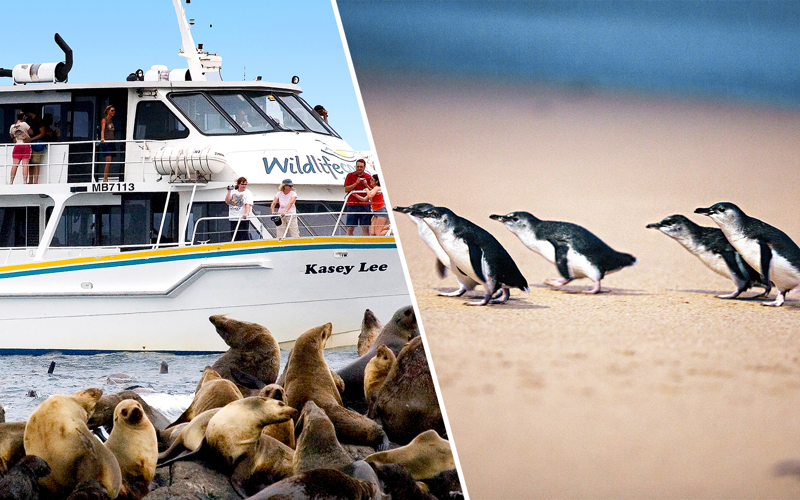 Combo (Save 5%): Phillip Island Seal Watching Afternoon Cruise + Nature Parks Penguin Parade Tickets