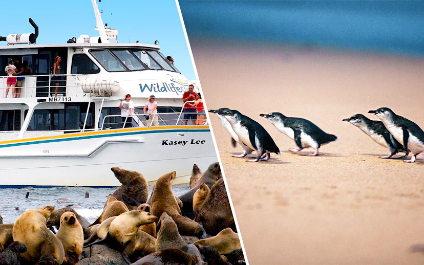 Tour boat near seals and penguins on a beach, wildlife excursion.