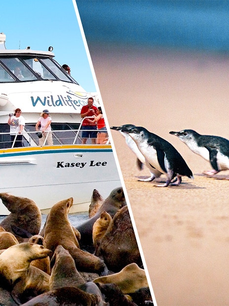 Tour boat near seals and penguins on a beach, wildlife excursion.