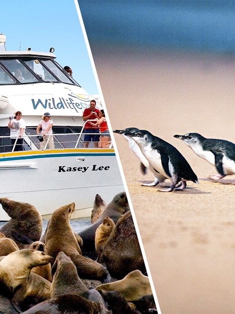 Tour boat near seals and penguins on a beach, wildlife excursion.