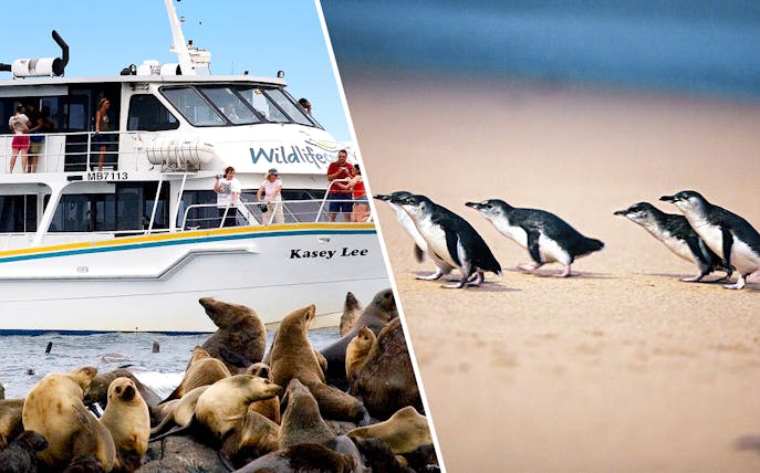 Tour boat near seals and penguins on a beach, wildlife excursion.
