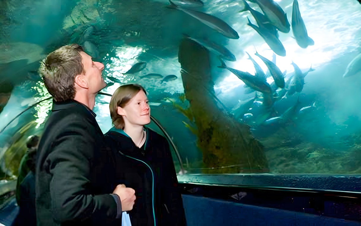 Visitors observing marine life in the tunnel at SEA LIFE Kelly Tarlton's Aquarium, Auckland.