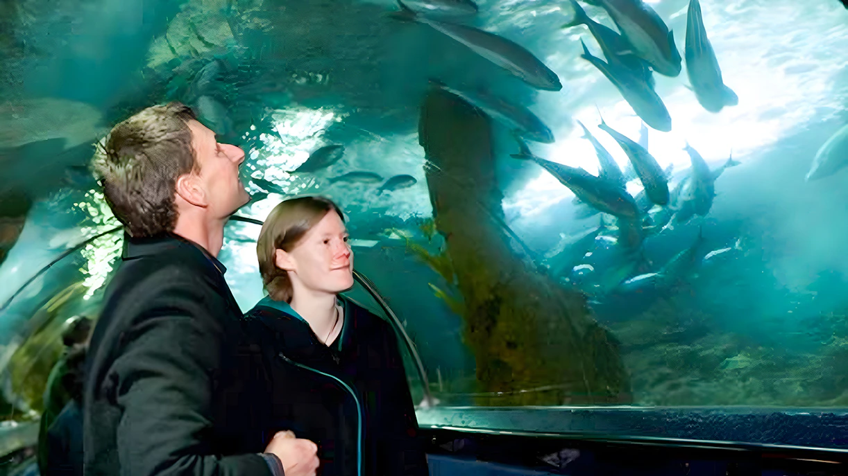 Visitors observing marine life in the tunnel at SEA LIFE Kelly Tarlton's Aquarium, Auckland.