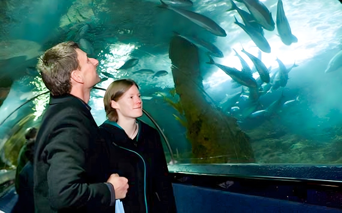 Visitors observing marine life in the tunnel at SEA LIFE Kelly Tarlton's Aquarium, Auckland.
