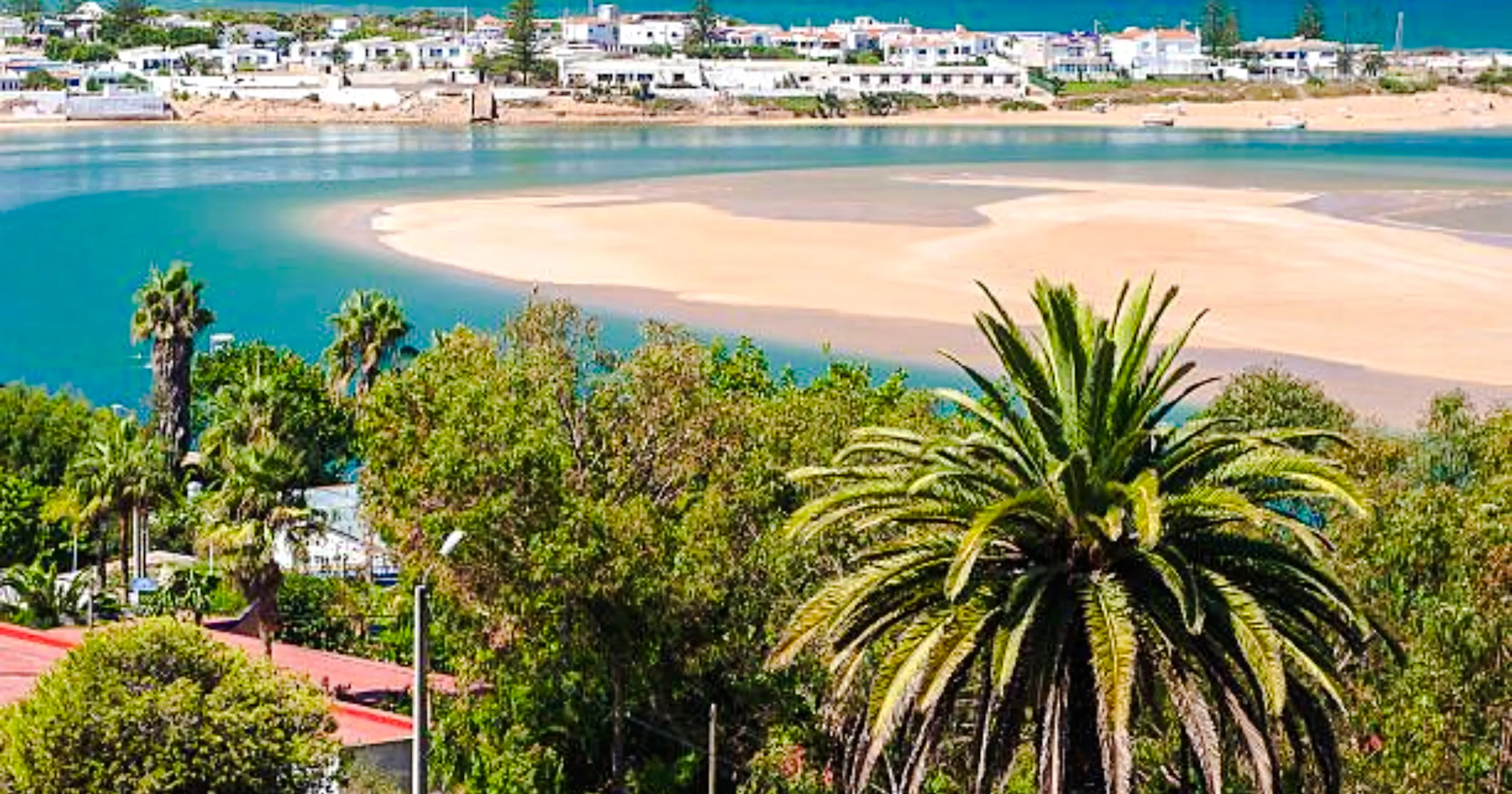 Essaouira coastal view with palm trees and sandy beach on a Morocco road trip.