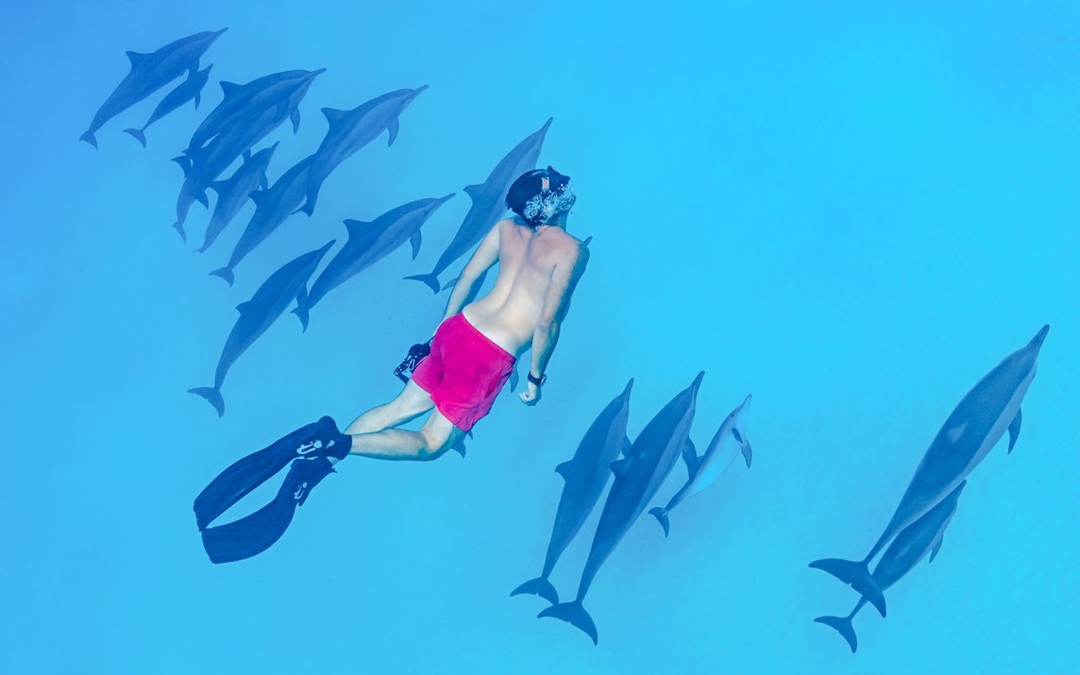 Snorkeler swimming with dolphins in the turquoise waters of the Red Sea, Hurghada.