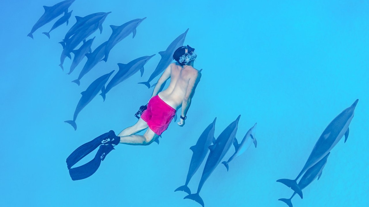 Snorkeler swimming with dolphins in the turquoise waters of the Red Sea, Hurghada.