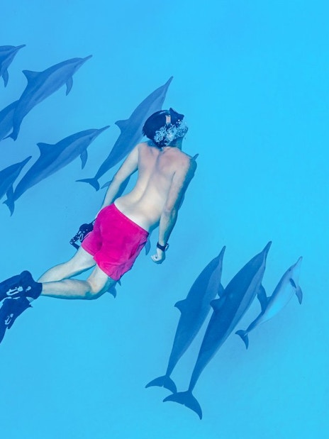 Snorkeler swimming with dolphins in the turquoise waters of the Red Sea, Hurghada.