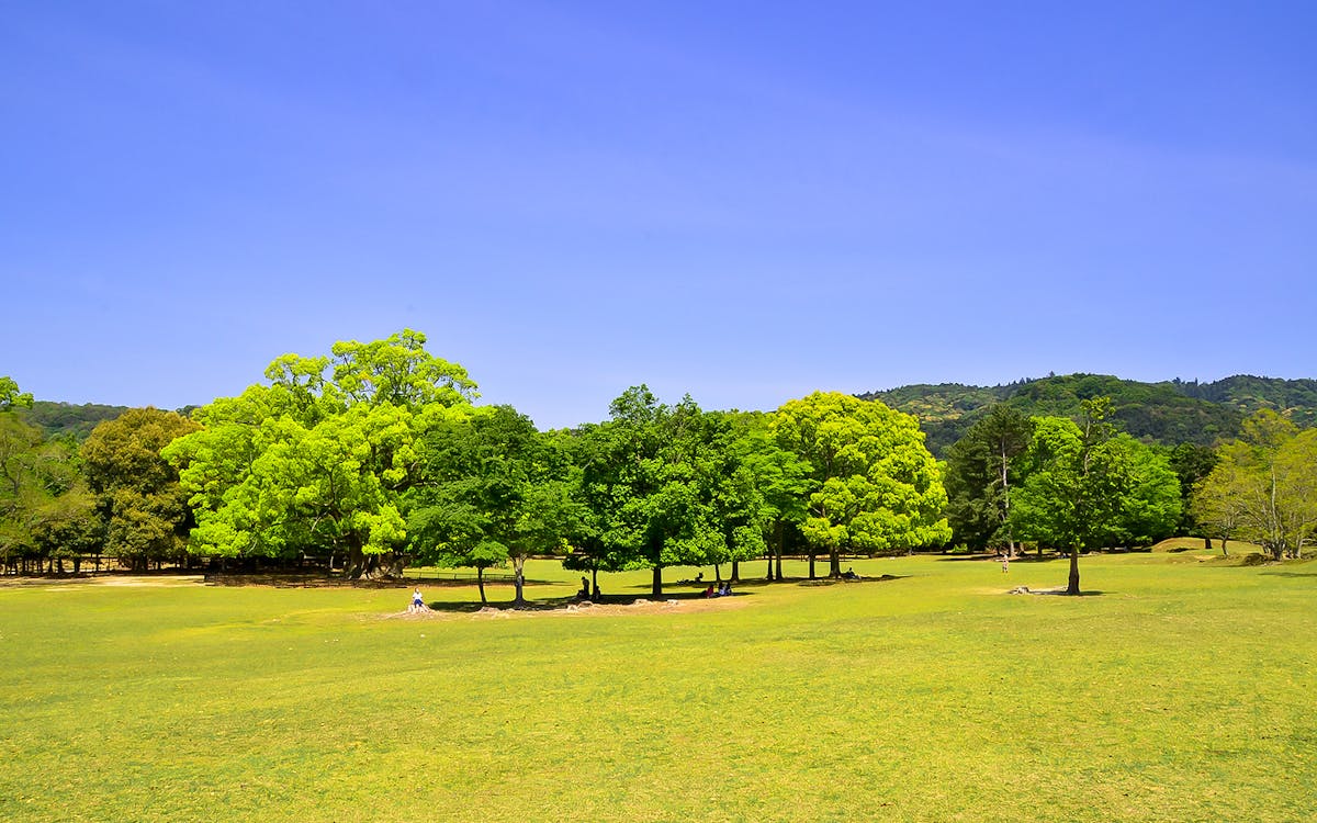 guided day tour of kyoto and nara: fushimi inari taisha shrine, arashiyama, and nara park-9 guided day tour of kyoto and nara: fushimi inari taisha shrine, arashiyama, and nara park-9