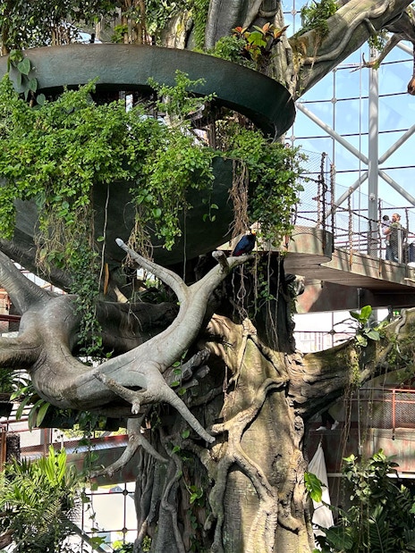 Visitors walking through lush greenery at Green Planet Dubai indoor rainforest.
