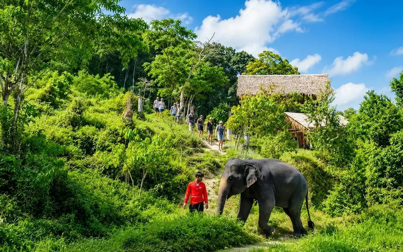 Tourists walking with an elephant at an ethical sanctuary in Phuket's lush greenery.