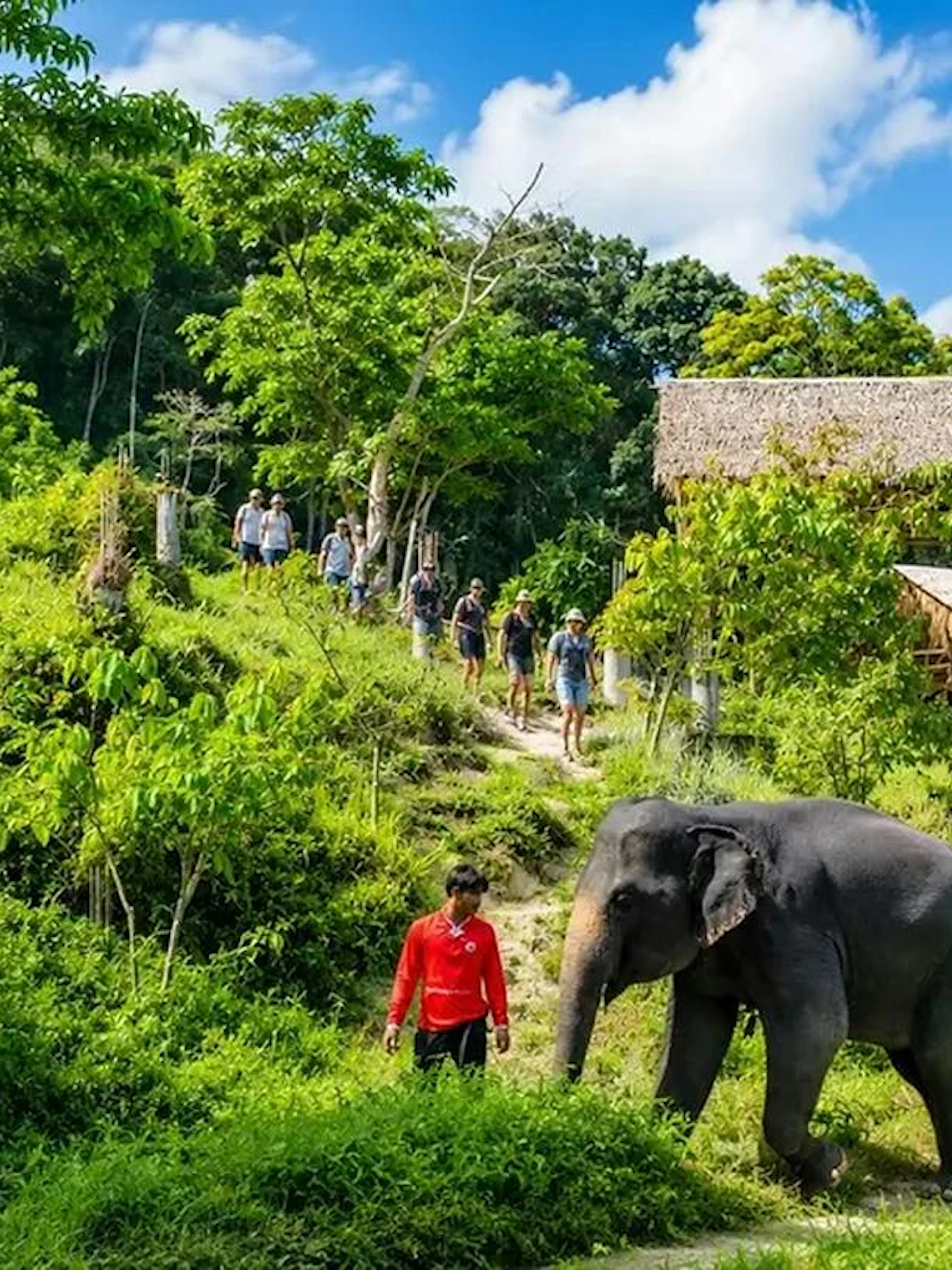 Tourists walking with an elephant at an ethical sanctuary in Phuket's lush greenery.