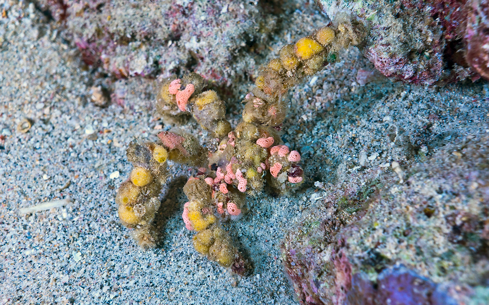 Decorator Crab underwater