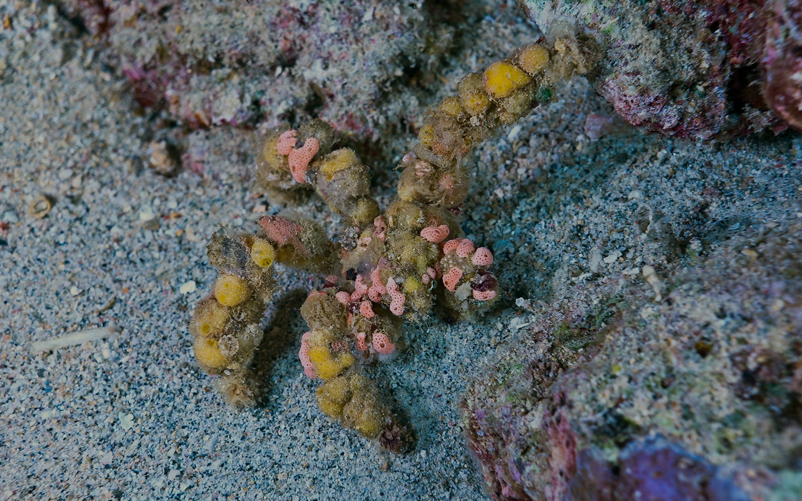 Decorator Crab underwater